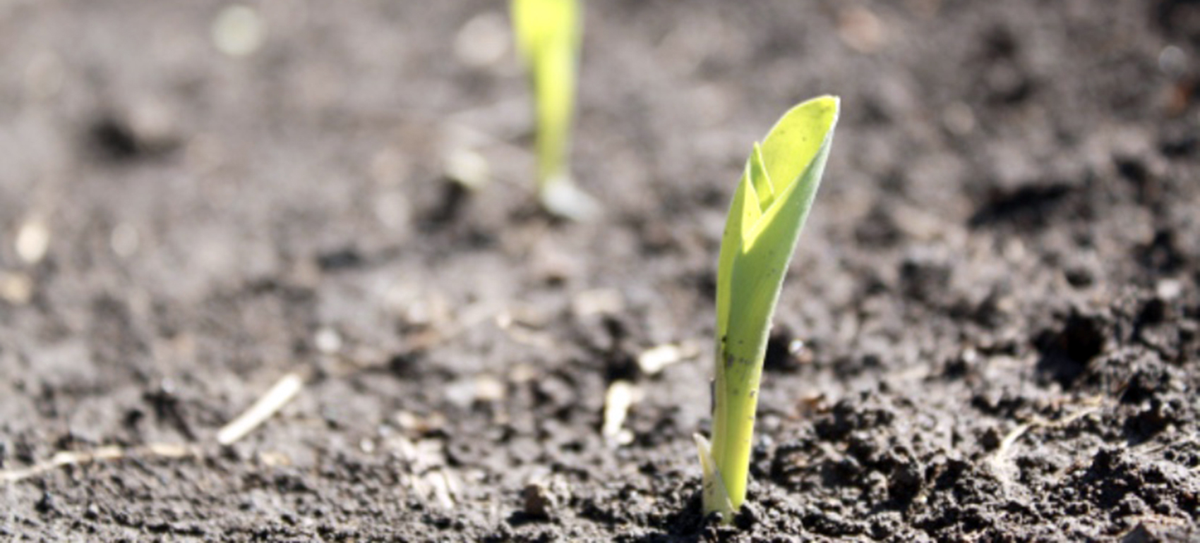 green shoot sprouting from ground
